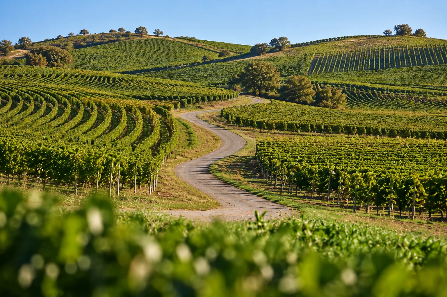 Rebzeilen und ein geschwungener Weg durch die Weinberge.